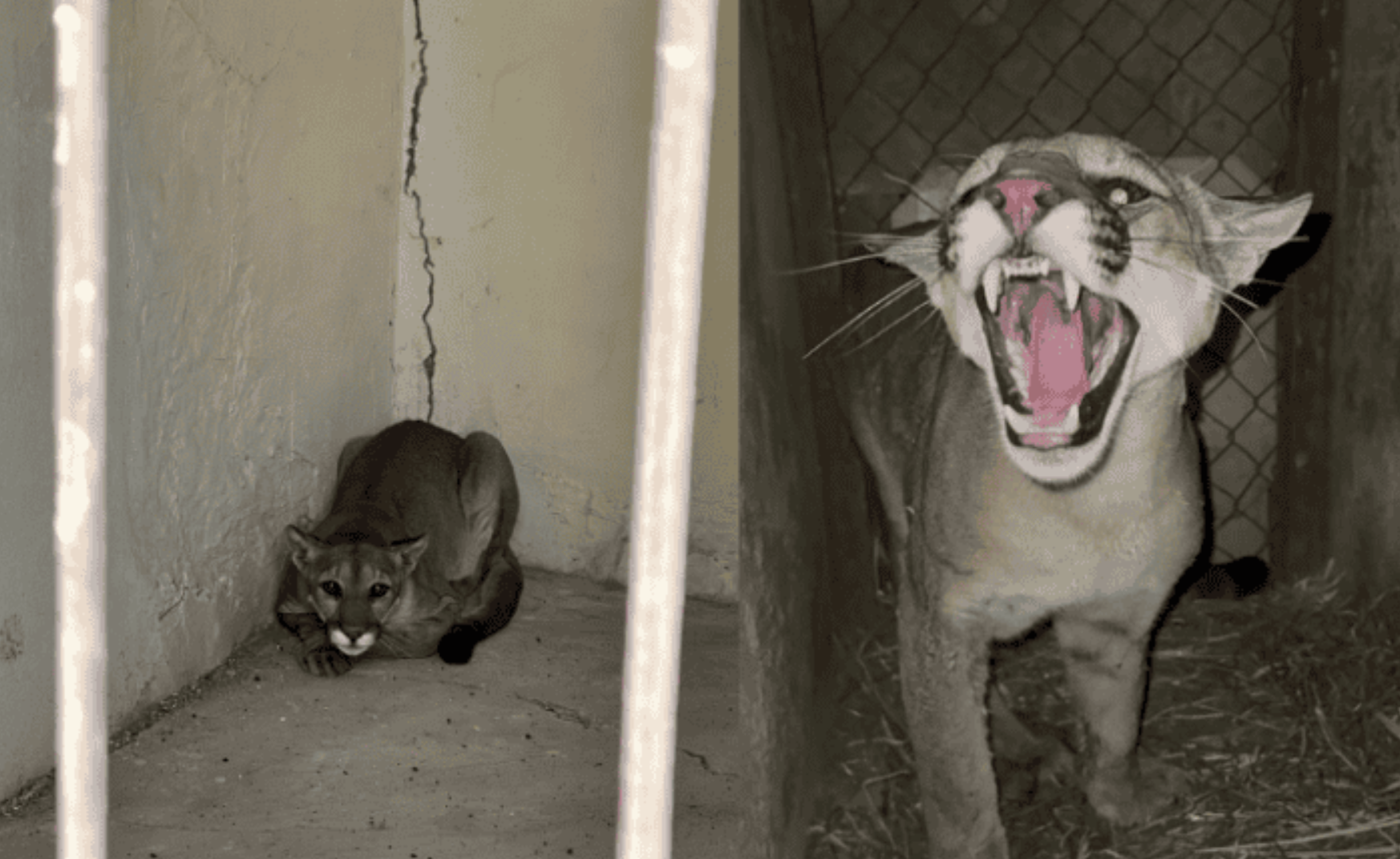 Captan a puma dentro de una casa en Jalisco